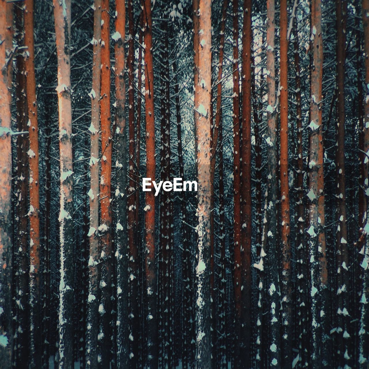 Close-up of snow on trees