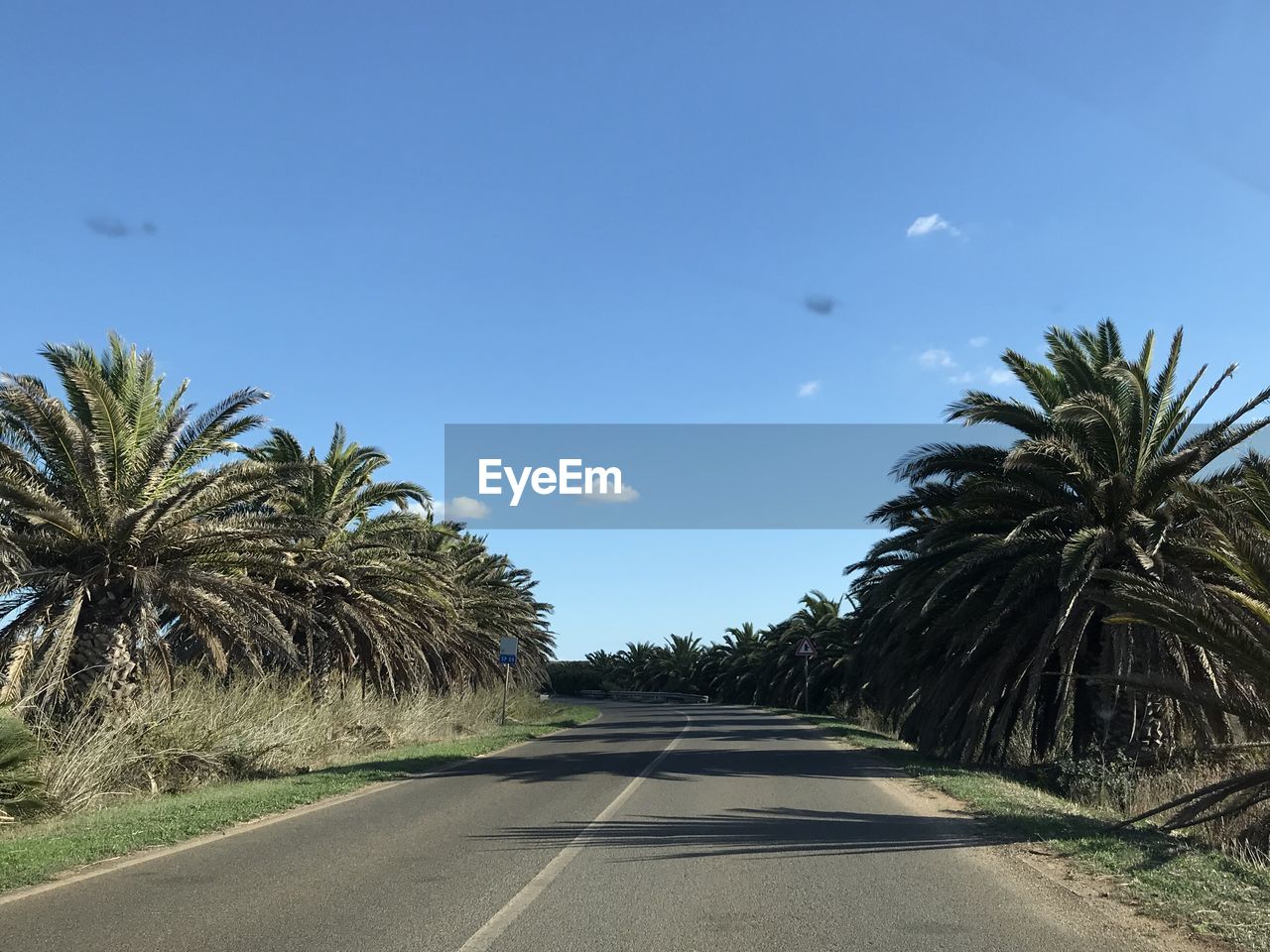 VIEW OF PALM TREES ALONG ROAD