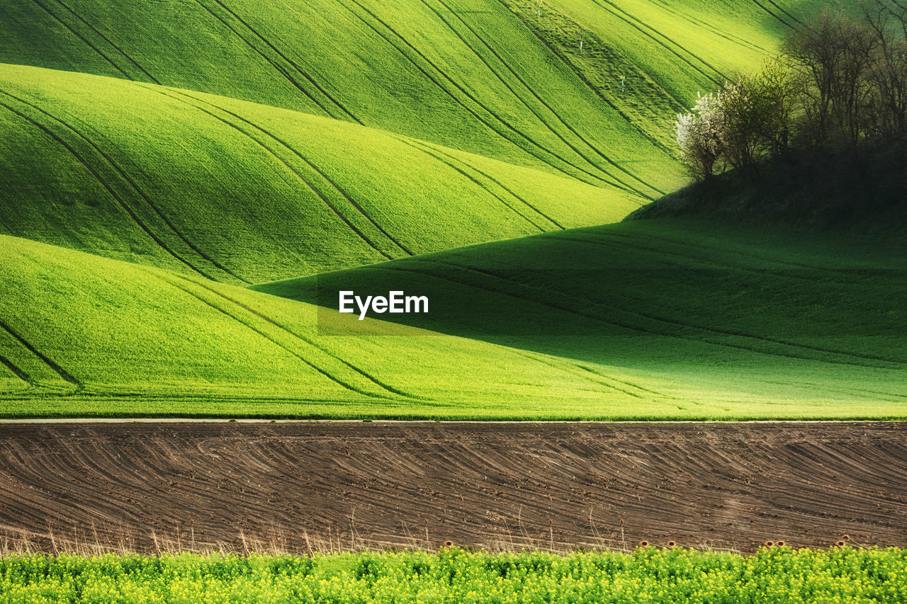 Scenic view of grassy hill