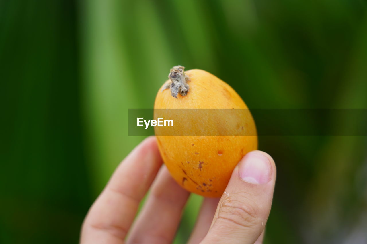 CLOSE-UP OF A HAND HOLDING FRUIT