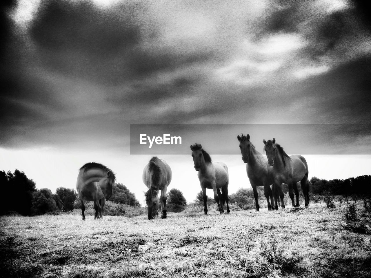 HORSES ON FIELD AGAINST CLEAR SKY