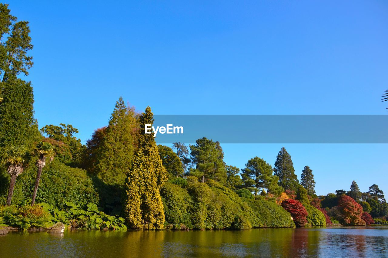 REFLECTION OF TREES IN CALM LAKE AGAINST CLEAR SKY