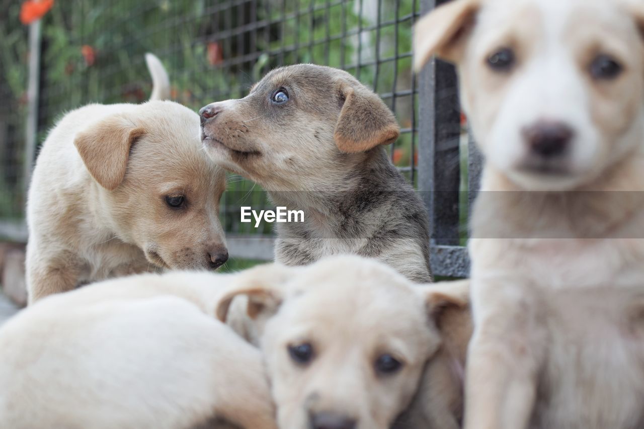 CLOSE-UP OF PUPPY WITH PUPPIES