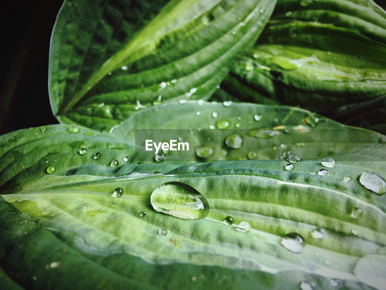 Close-up of raindrops on leaves