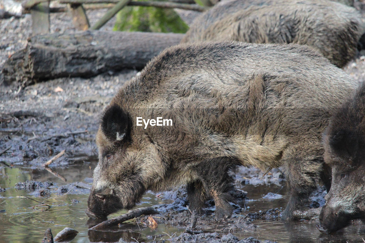Wild boars drinking water from lake