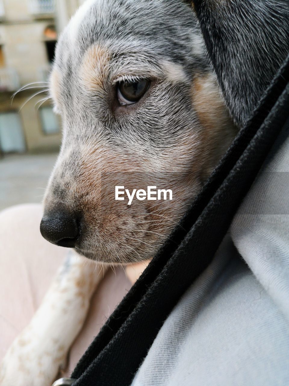 one animal, animal, animal themes, domestic animals, mammal, pet, canine, dog, close-up, puppy, animal body part, snout, no people, animal head, indoors, looking, focus on foreground, cute, terrier, looking away