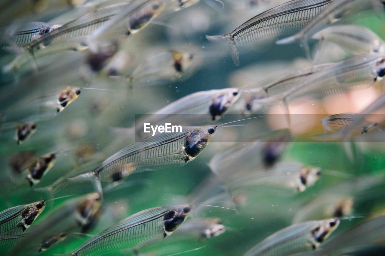 Close-up of a school of swimming transparent fish