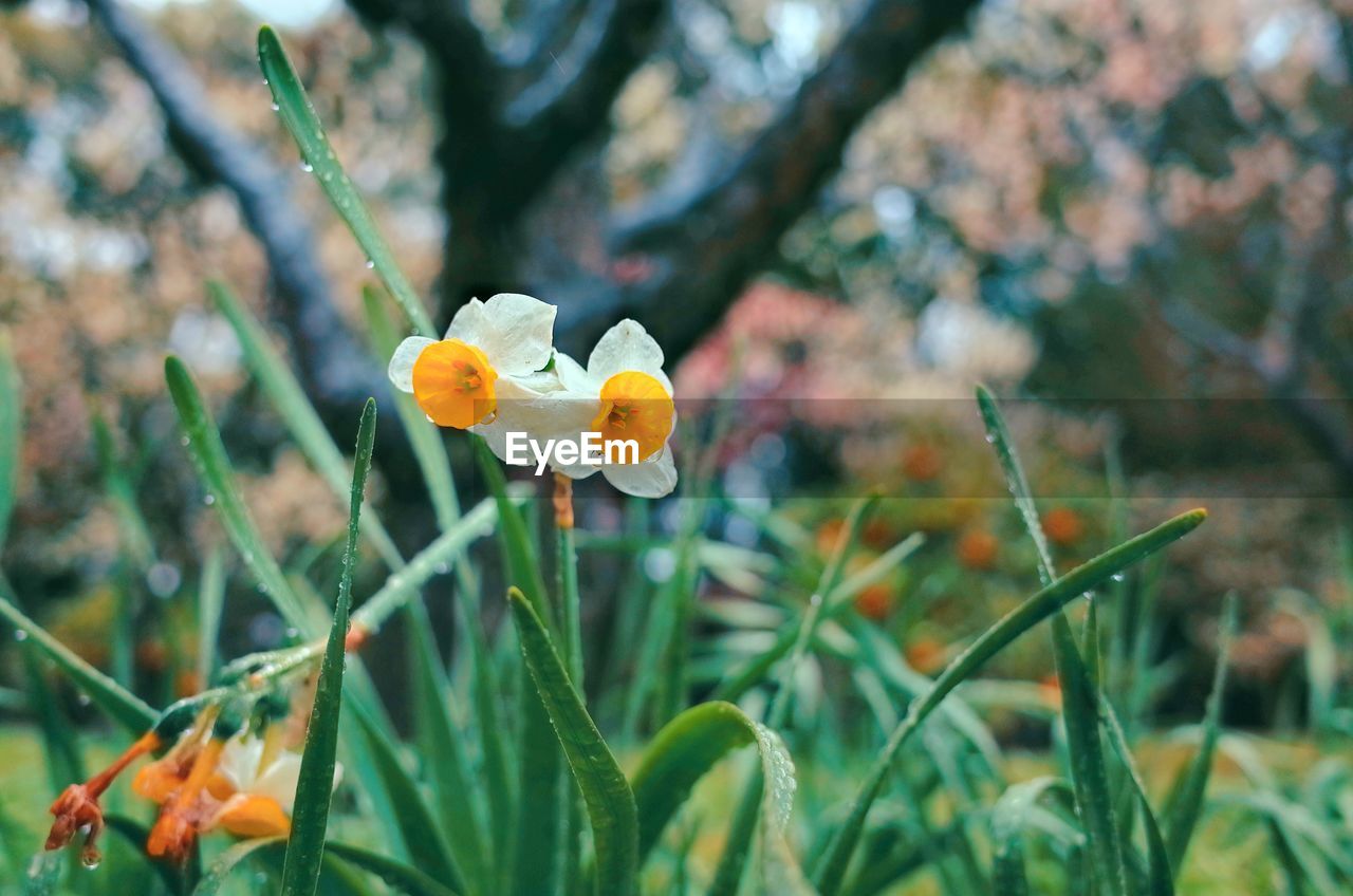 Close-up of yellow flowering plant on field