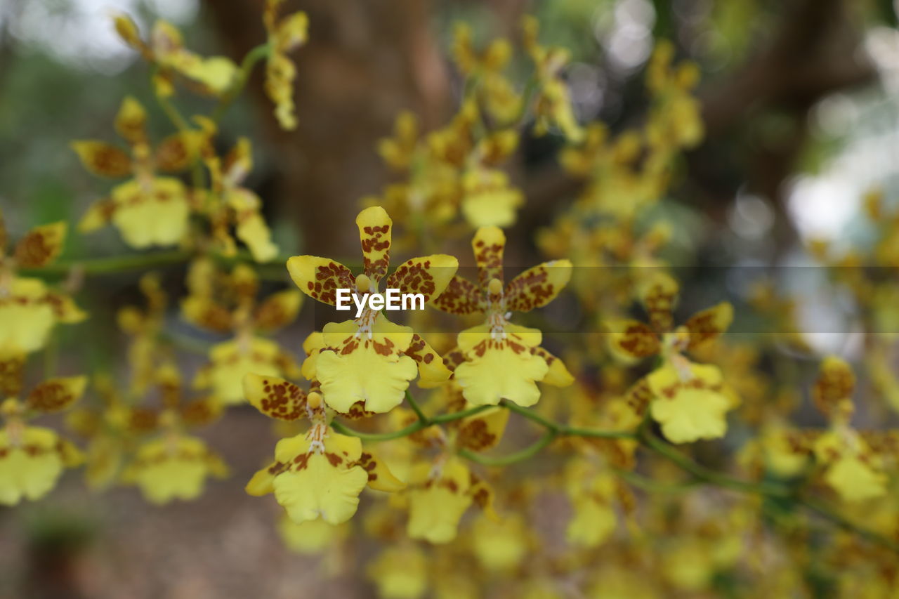 yellow, plant, nature, flower, beauty in nature, tree, autumn, leaf, produce, plant part, flowering plant, branch, growth, no people, blossom, close-up, outdoors, environment, freshness, food and drink, macro photography, day, landscape, land, sunlight, travel, food, selective focus, shrub, travel destinations, animal wildlife, focus on foreground, fruit, springtime, wildflower, tourism, environmental conservation