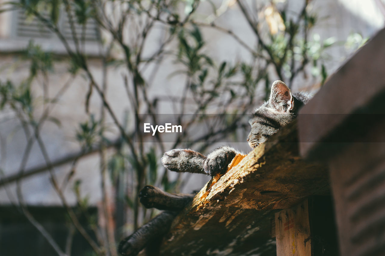 Cat lying on roof