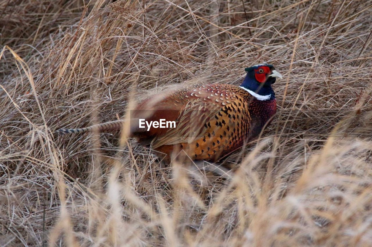 BIRD IN GRASS