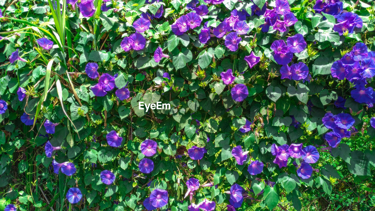 CLOSE-UP OF PURPLE FLOWERING PLANT