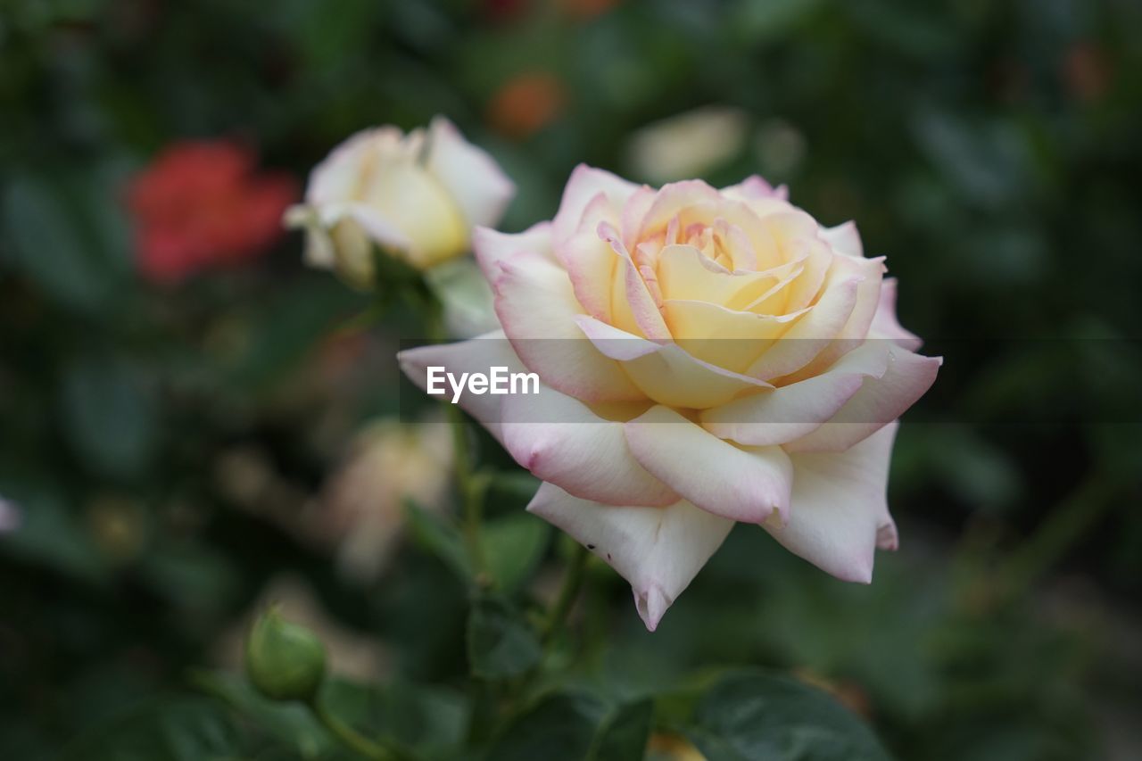 CLOSE-UP OF ROSE FLOWER AGAINST BLURRED BACKGROUND