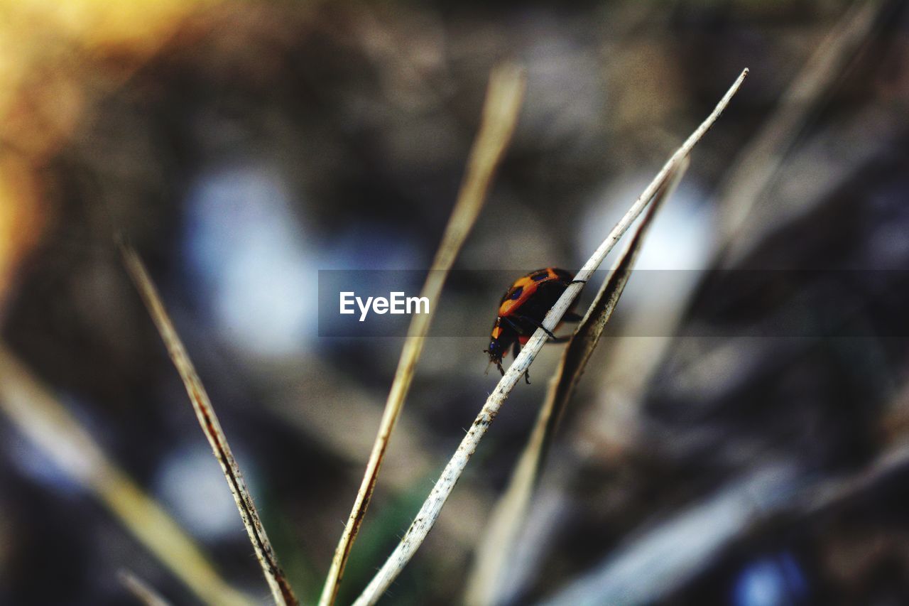 Close-up of ladybug on twig