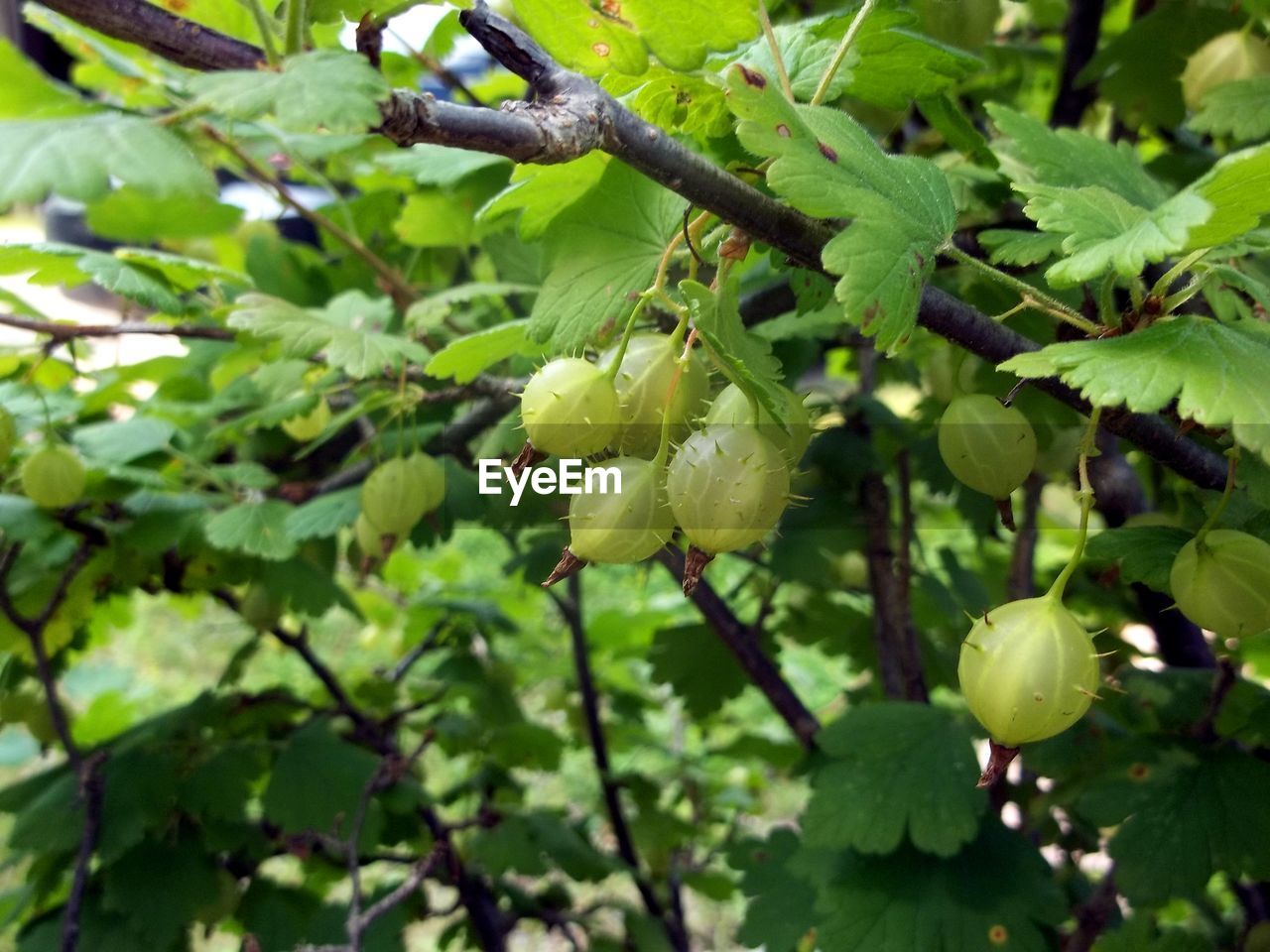 CLOSE-UP OF FRUITS ON TREE