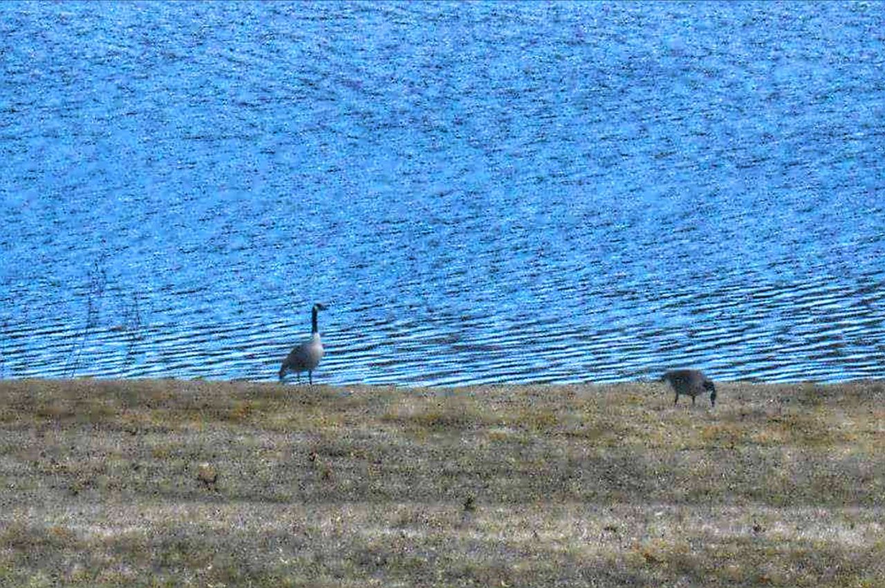 BIRD BY WATER IN BLUE SEA