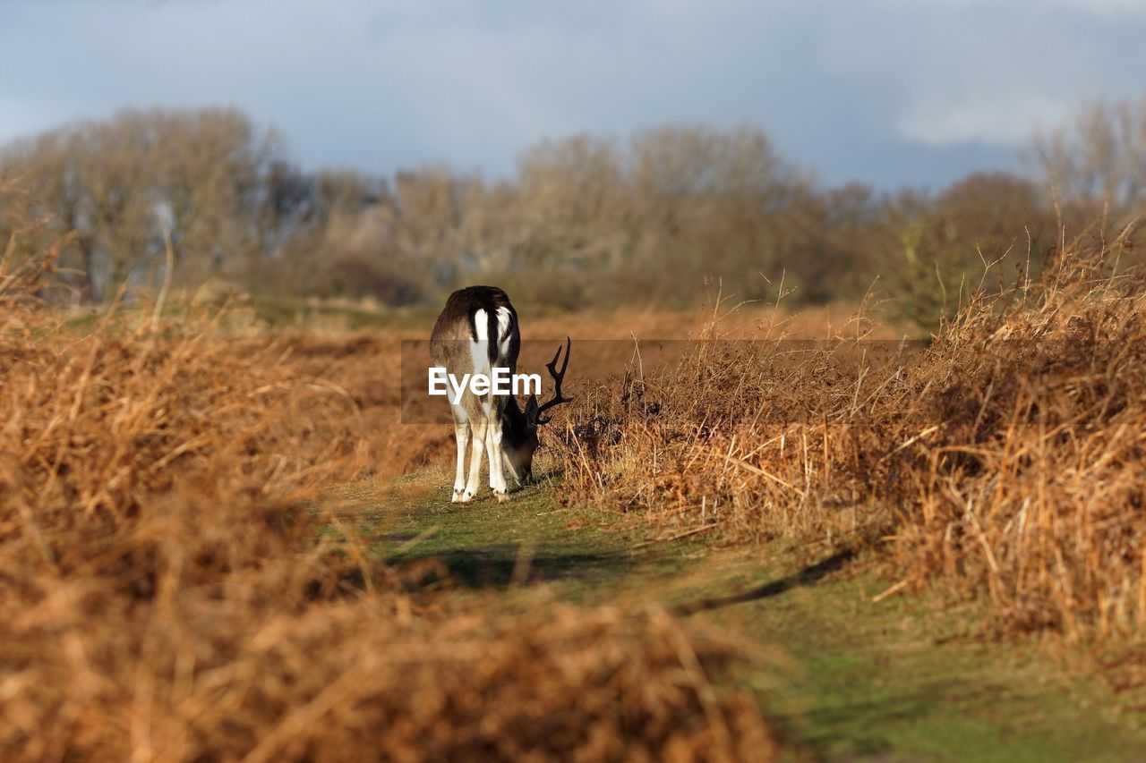 HORSE ON FIELD