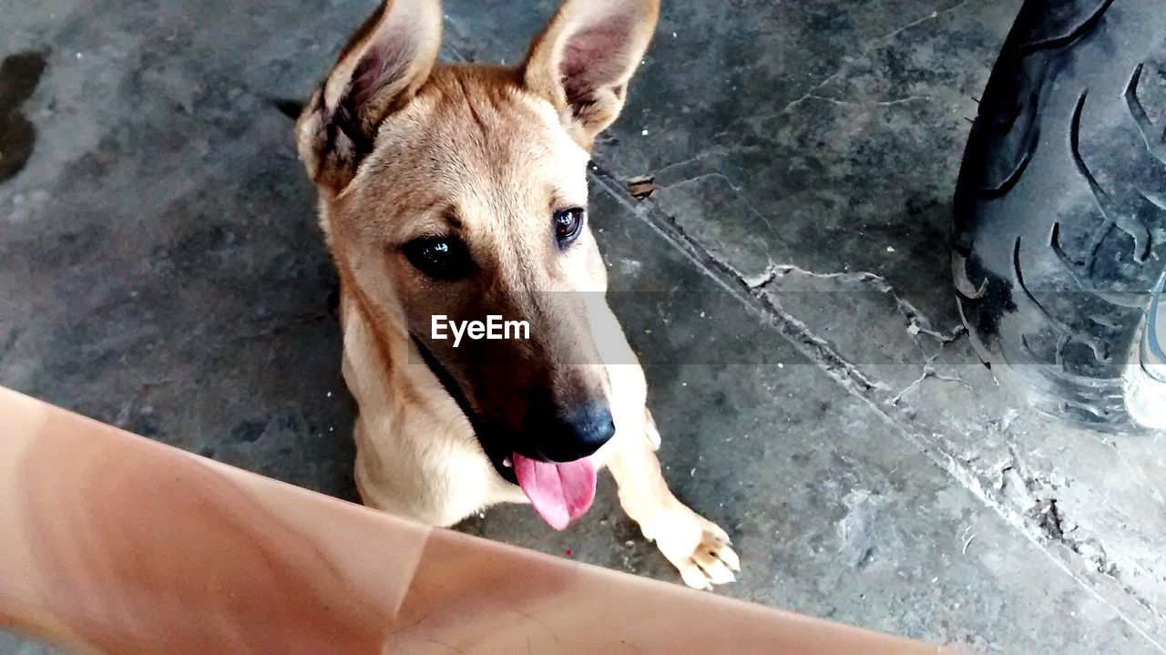 High angle view of dog sitting on floor