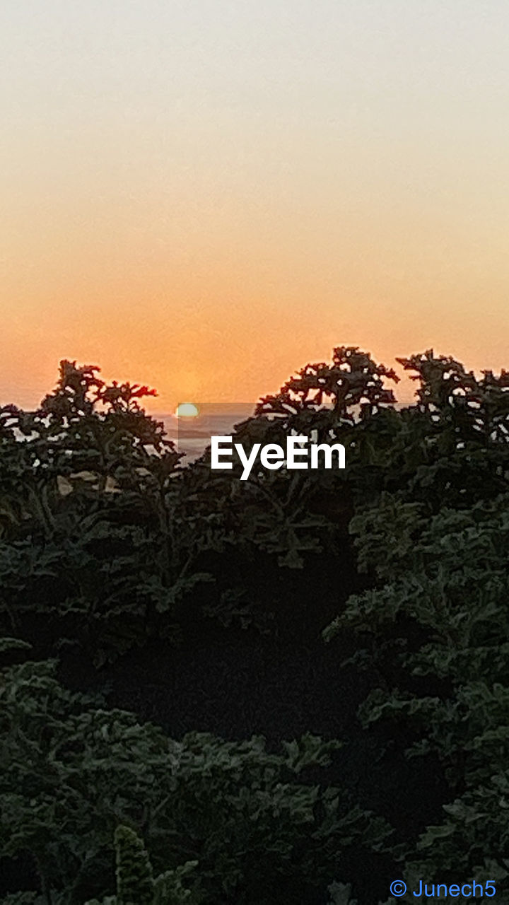 PLANTS AND TREES AGAINST SKY DURING SUNSET