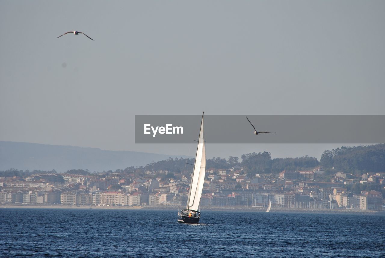 BIRDS FLYING ABOVE SEA