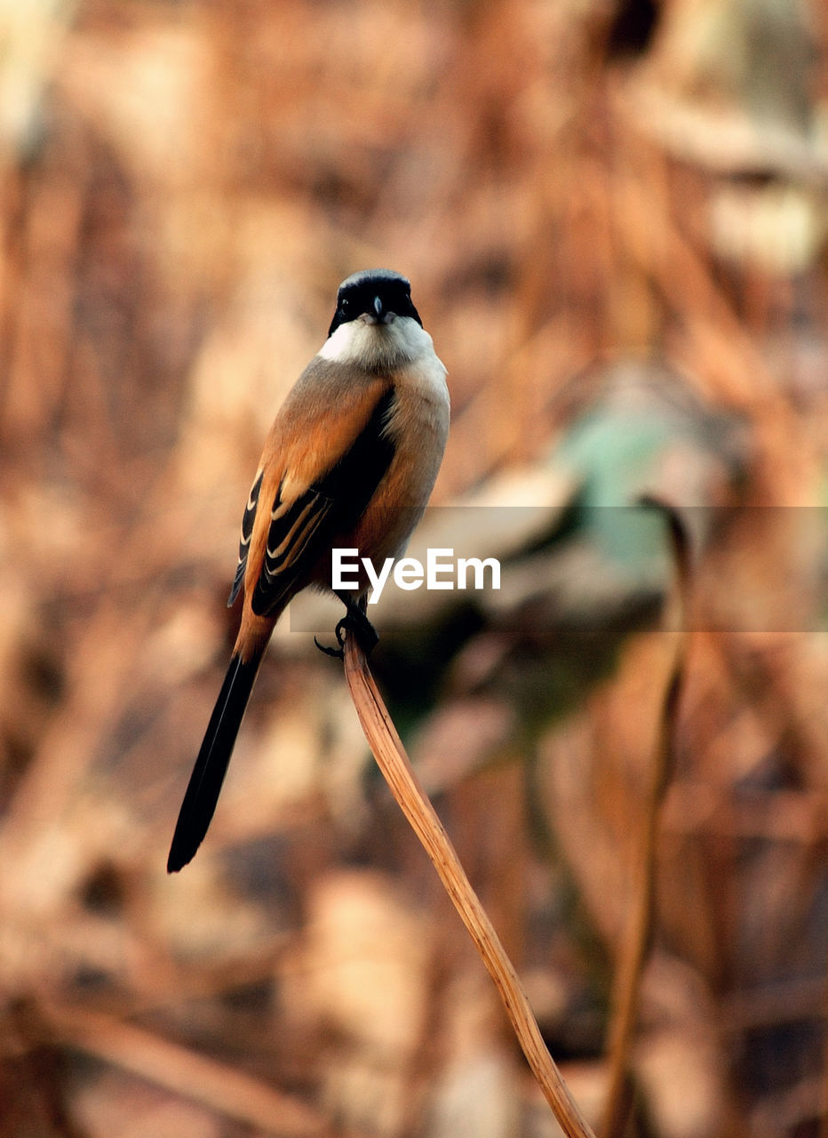 Close-up of bird perching on a tree