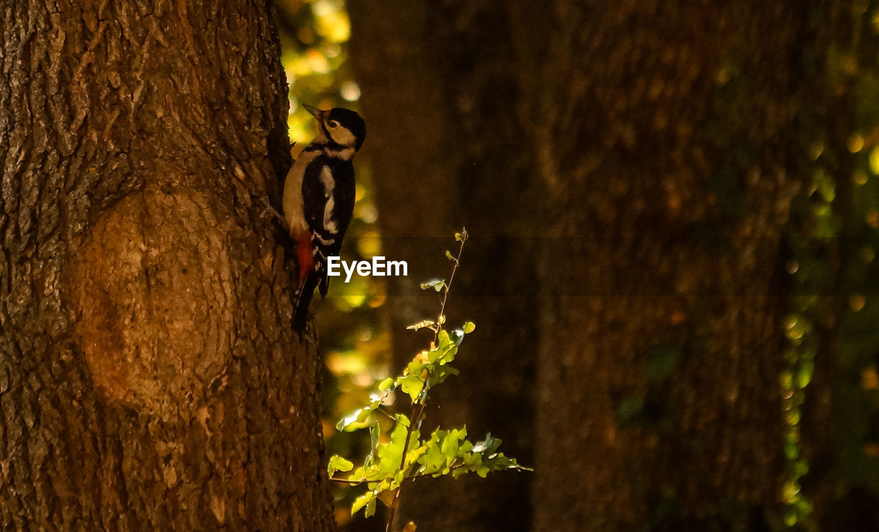 CLOSE-UP OF BIRD ON TREE