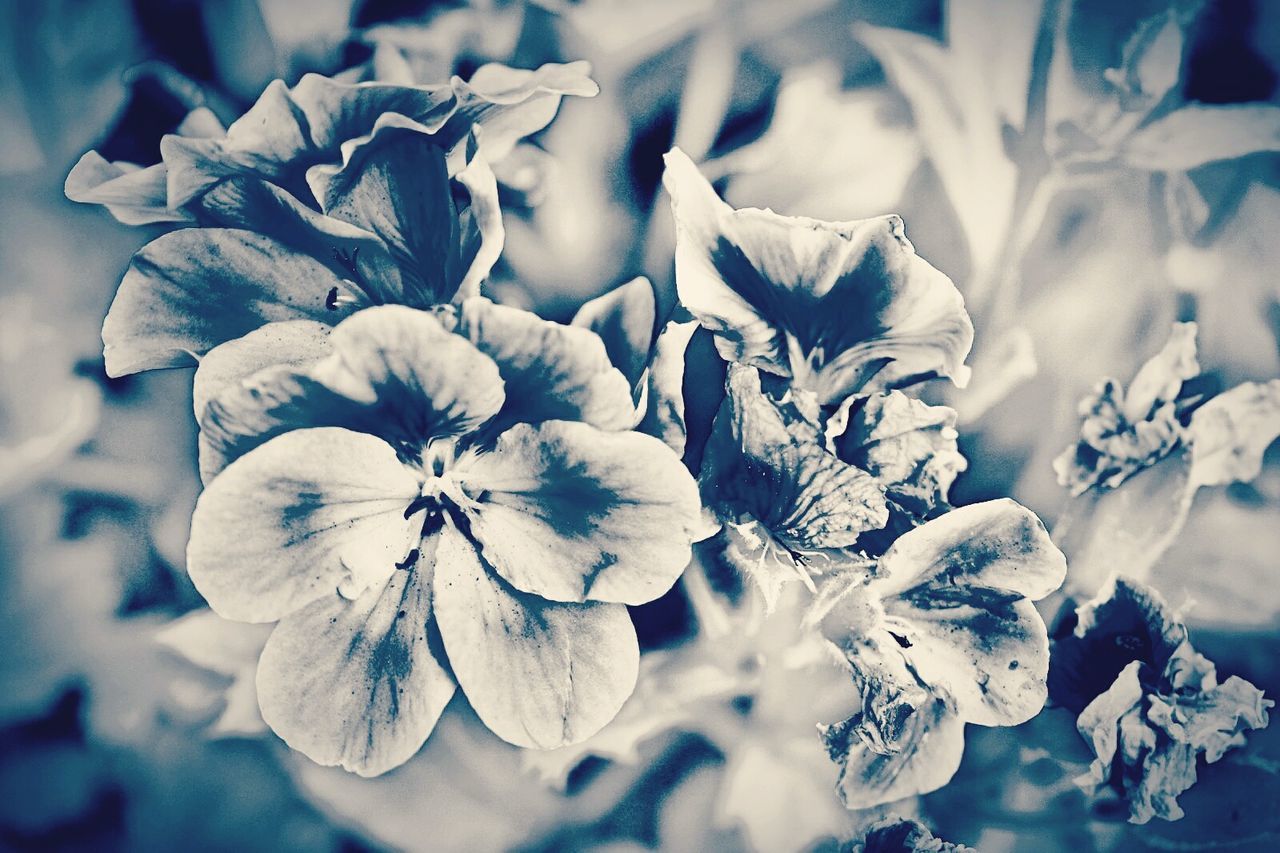 CLOSE UP OF FLOWERS