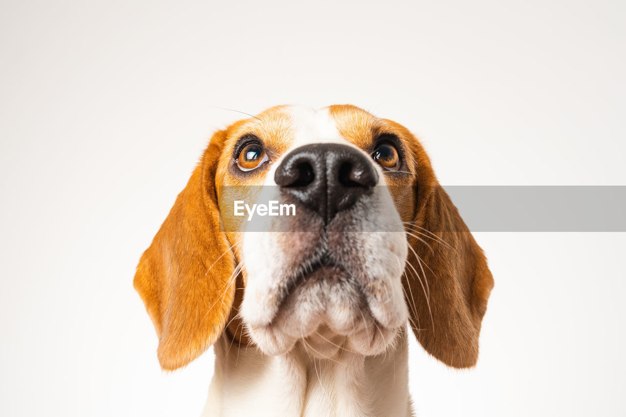 CLOSE-UP PORTRAIT OF DOG OVER WHITE BACKGROUND