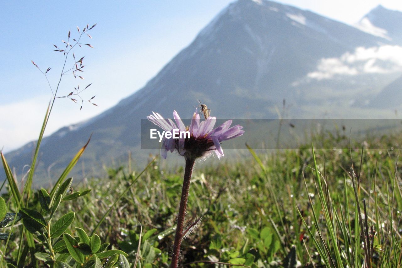flower, flowering plant, plant, beauty in nature, mountain, nature, freshness, meadow, landscape, sky, prairie, environment, mountain range, wildflower, land, fragility, growth, field, grass, scenics - nature, no people, grassland, flower head, springtime, blossom, outdoors, close-up, inflorescence, day, focus on foreground, tranquility, petal, natural environment, purple, sunlight, tranquil scene, pink, travel destinations, rural scene