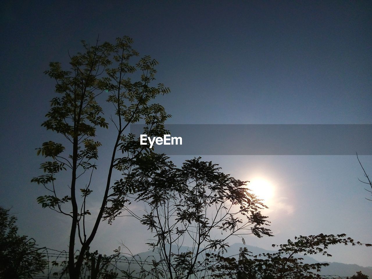 LOW ANGLE VIEW OF TREES AGAINST SKY