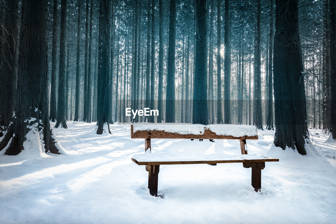 TREES ON SNOW COVERED LANDSCAPE