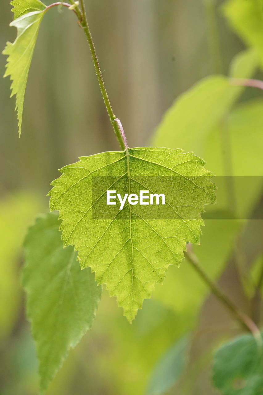 Close-up of green leaves