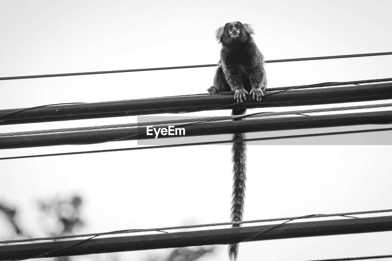 LOW ANGLE VIEW OF BIRD PERCHING ON POLE AGAINST SKY