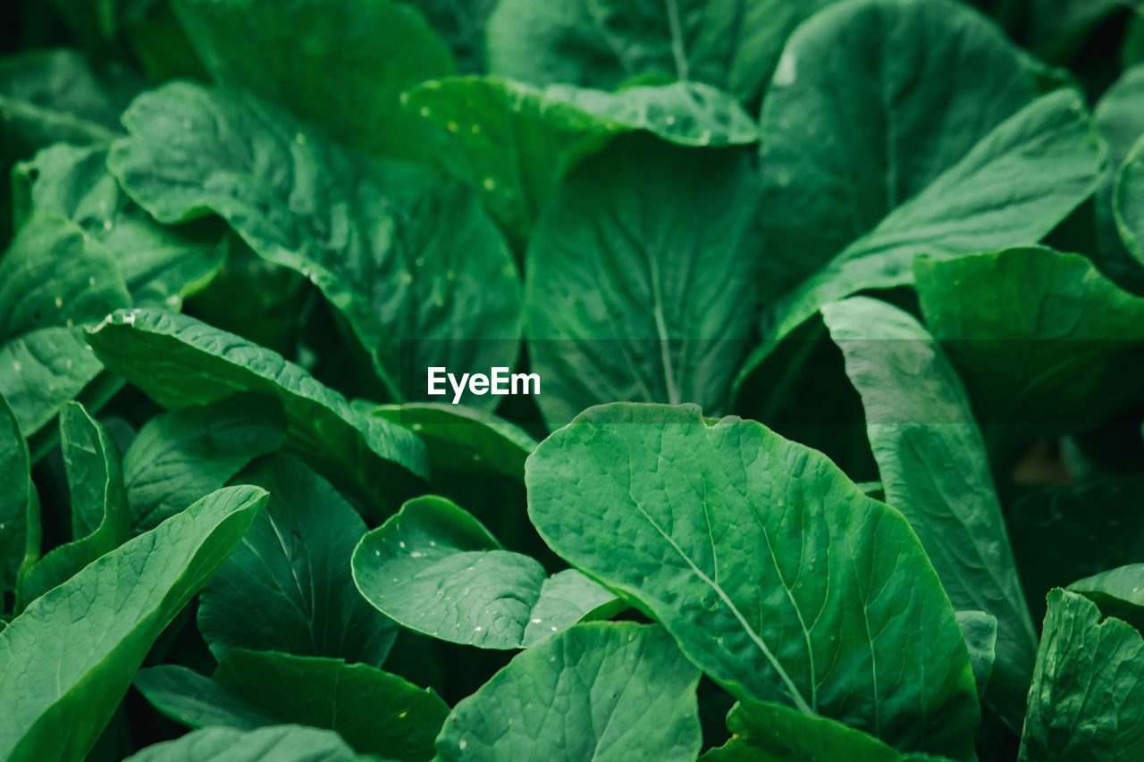 FULL FRAME SHOT OF LEAVES