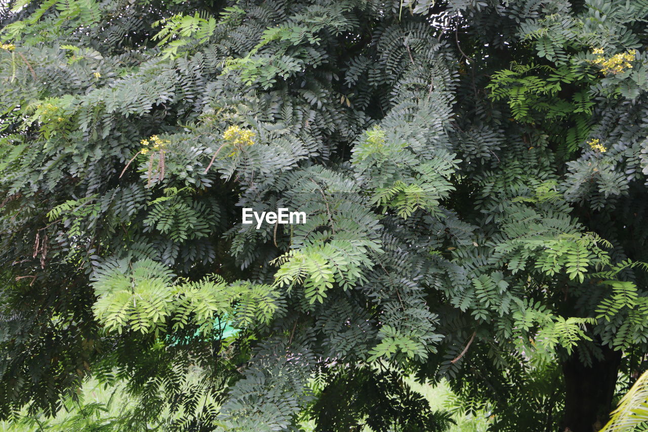FULL FRAME SHOT OF LEAVES