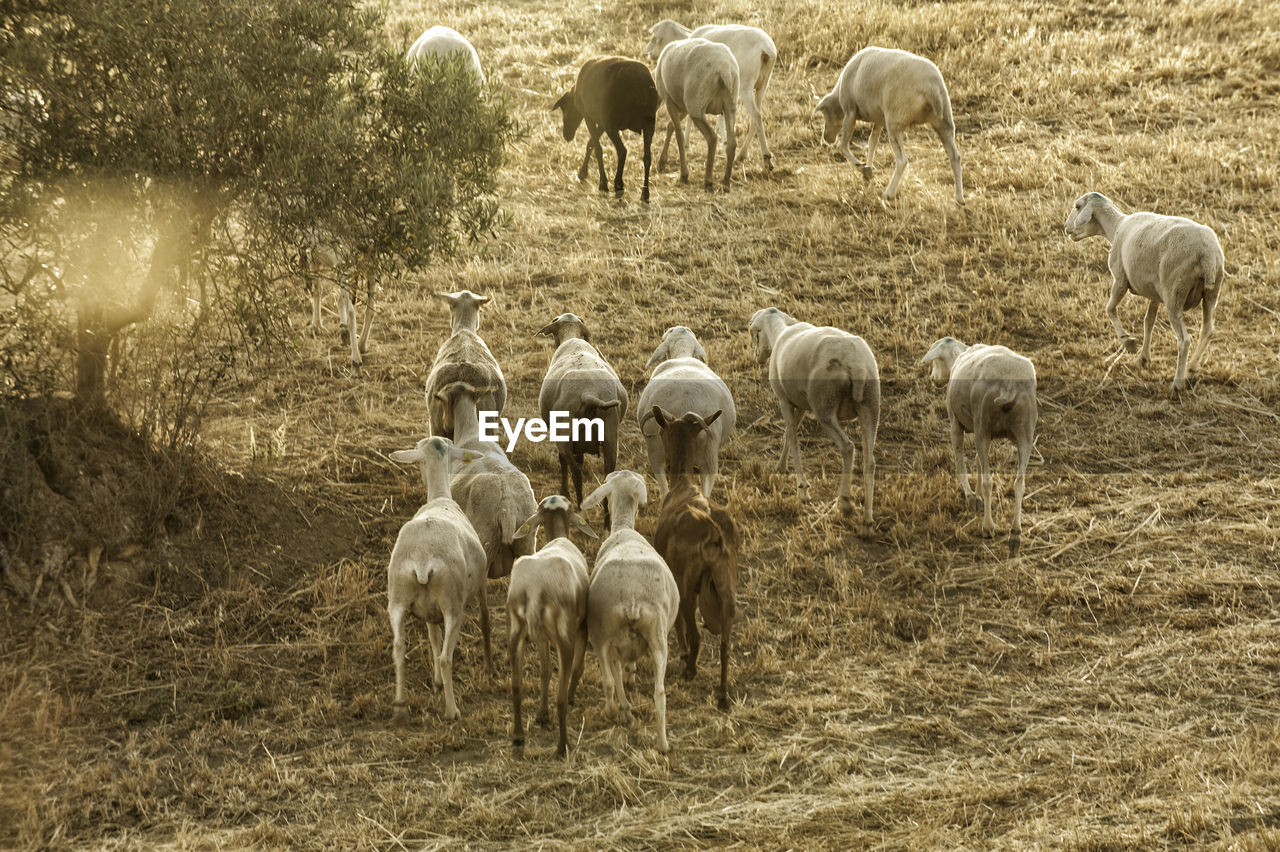 SHEEP GRAZING IN FIELD