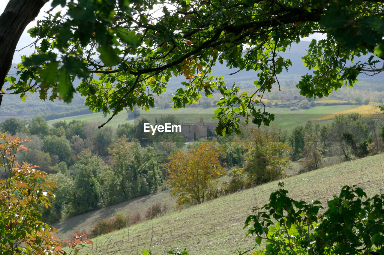 SCENIC VIEW OF TREES AND LANDSCAPE