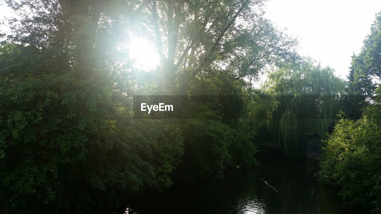 TREES ON SUNNY DAY