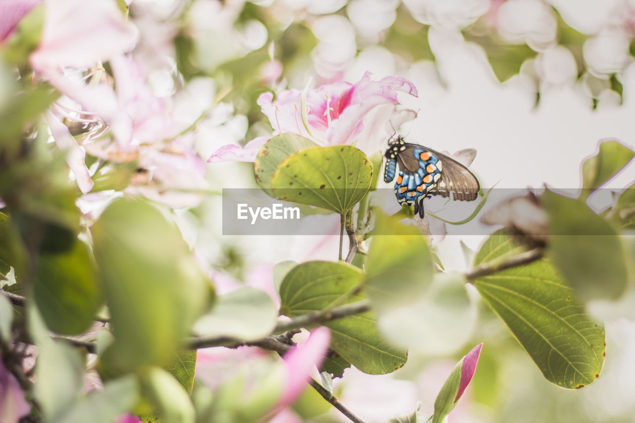 CLOSE-UP OF BUTTERFLY POLLINATING FLOWER