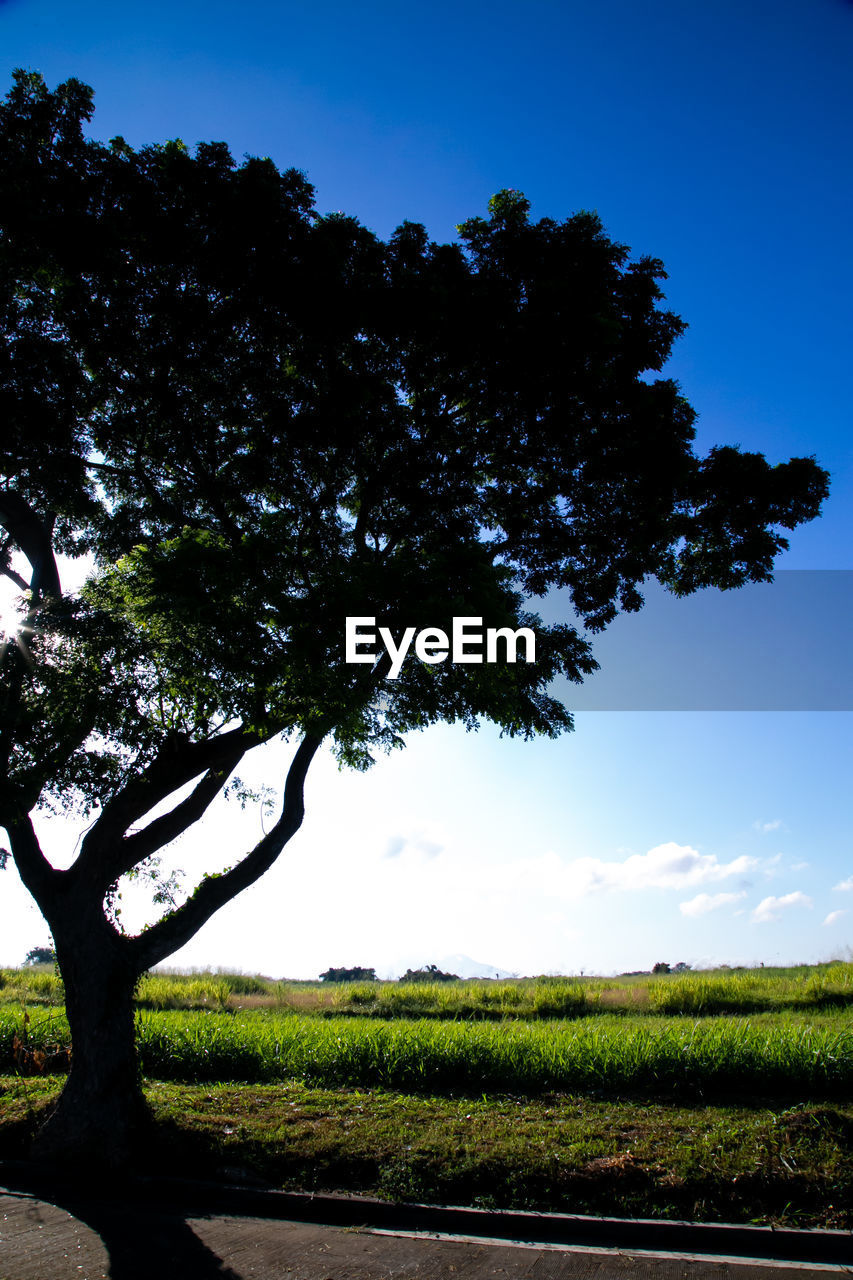 SCENIC VIEW OF FARM AGAINST SKY