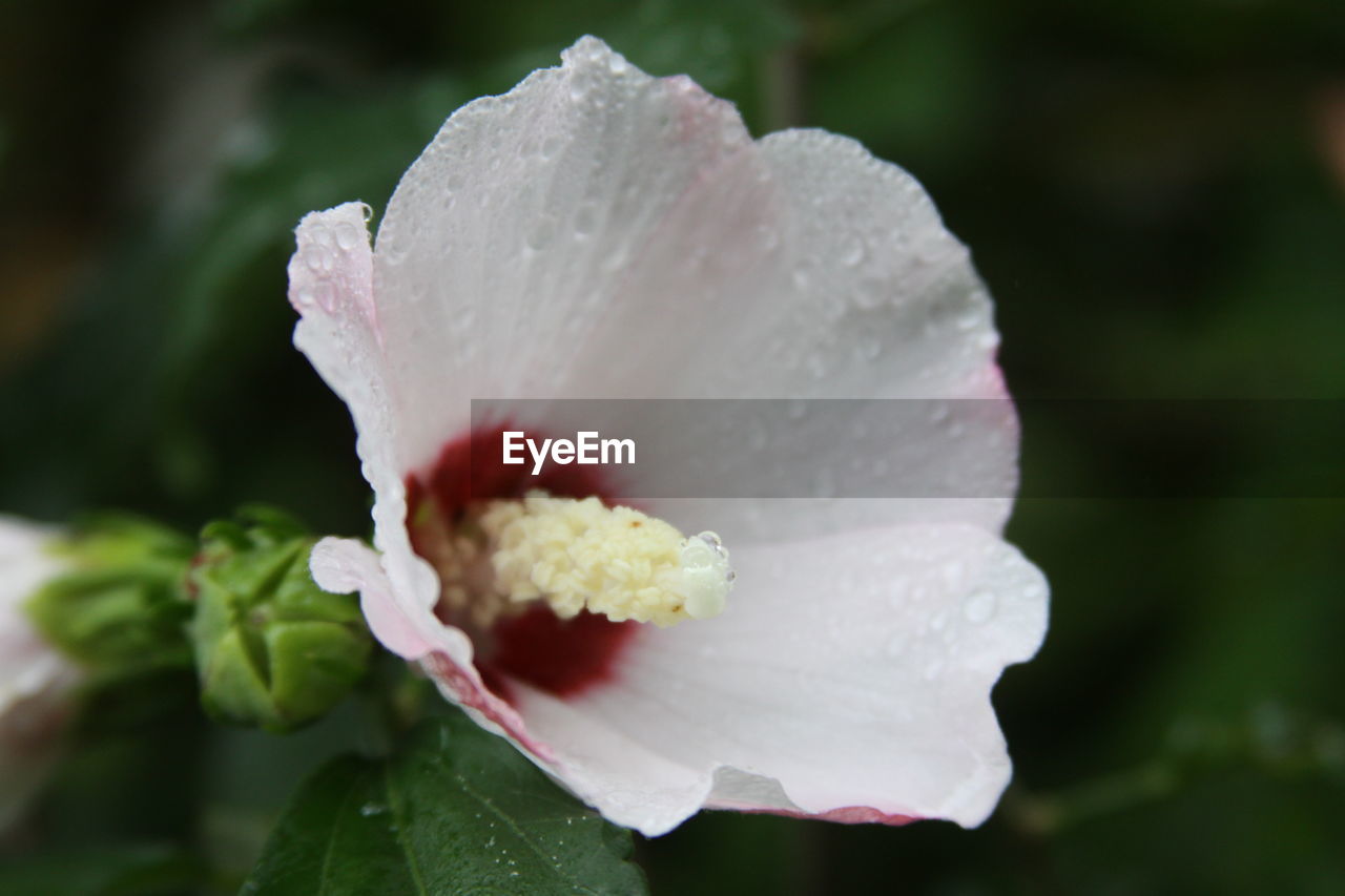 CLOSE-UP OF WET ROSE IN WHITE FLOWER