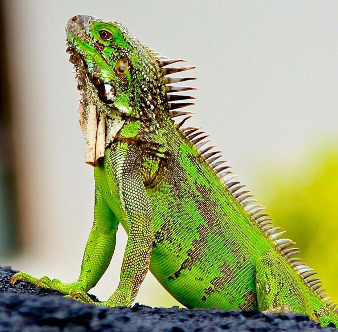 CLOSE-UP OF LIZARD ON LEAF OUTDOORS