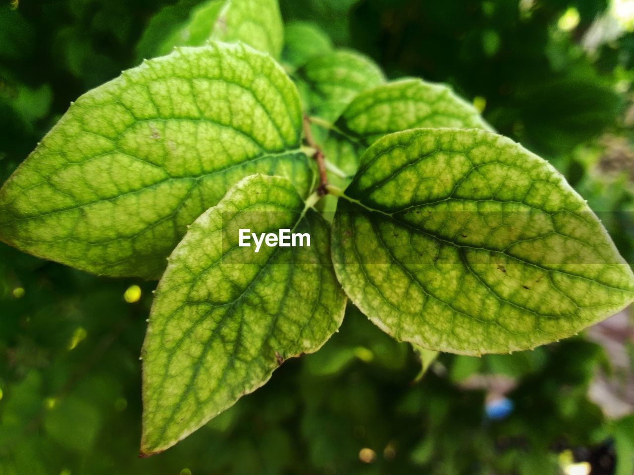 Close-up of green leaves