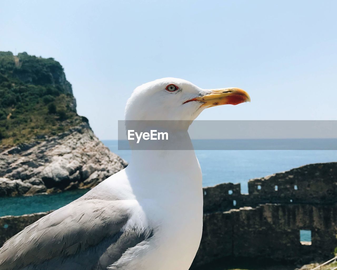 CLOSE-UP OF SEAGULL AGAINST SKY