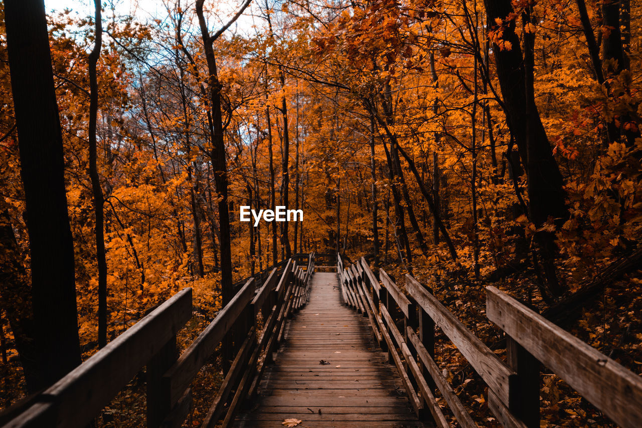 FOOTBRIDGE AMIDST TREES DURING AUTUMN