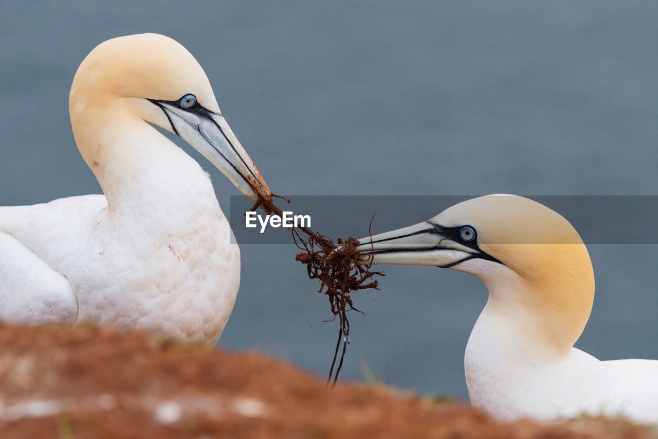 Close-up of gannets making nest against sea