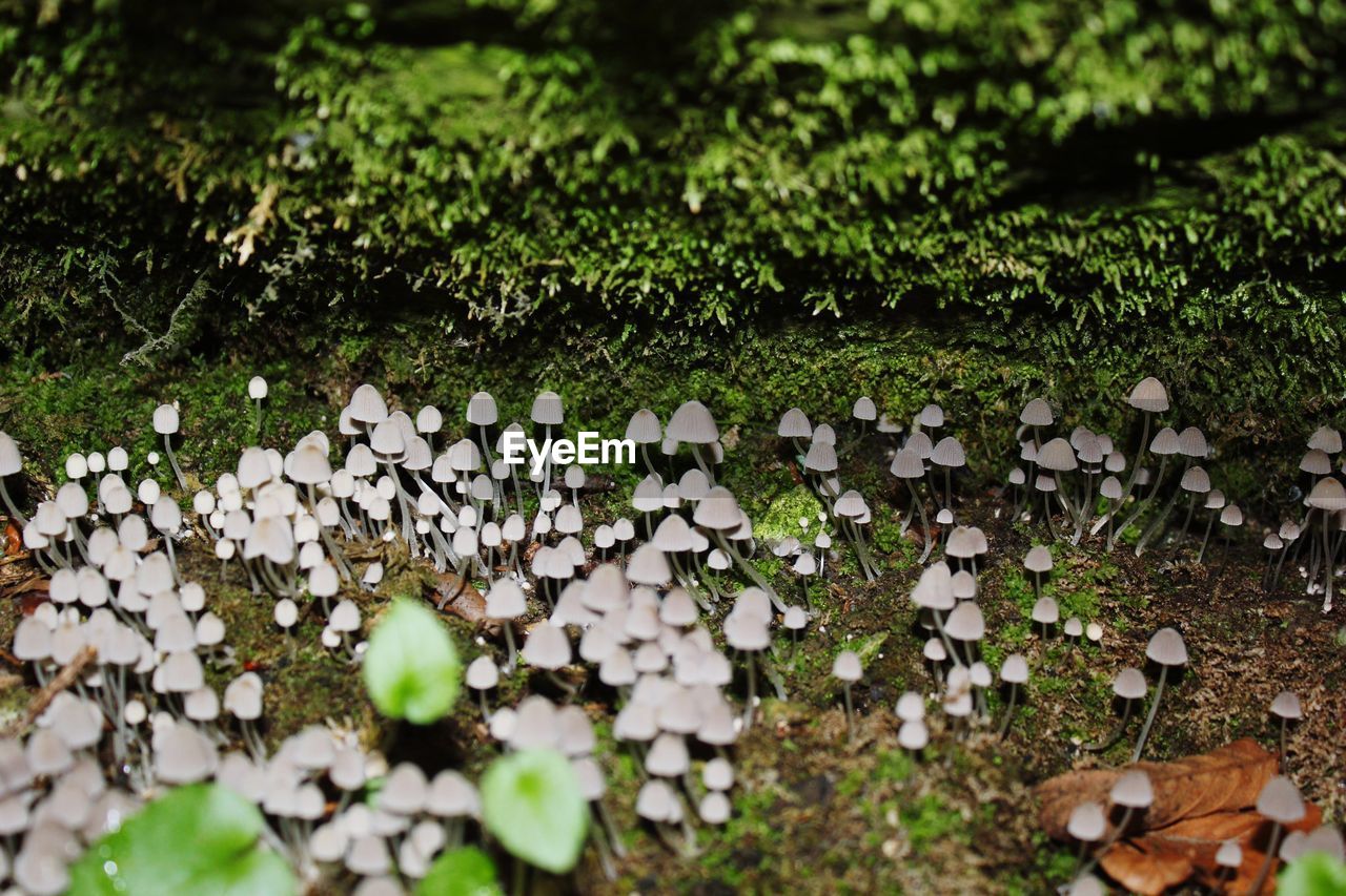 Close-up of mushrooms growing on tree trunk