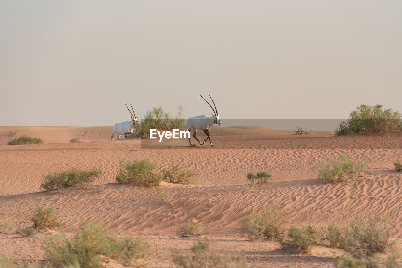 Wild arabian oryx or white oryx -oryx leucoryx- running in the desert of the united arab emirates.