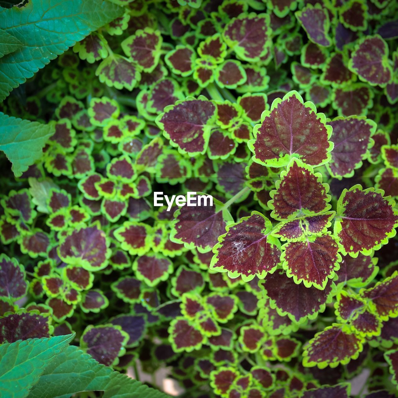 Close-up of fresh green plant