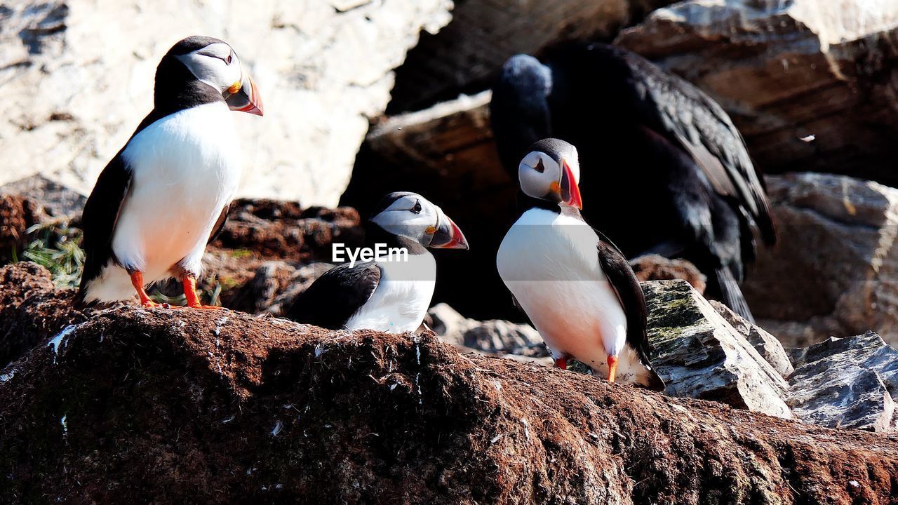 Puffins at hornøya